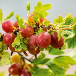 FABRE GRAINES - Groseillier a maquereau "captivator" - 2 pieds