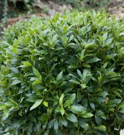 FABRE GRAINES - Laurier sauce - lot de 2 godets