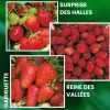 FABRE GRAINES - Offre fraisiers forte production - 60 plants