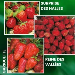 FABRE GRAINES - Offre fraisiers forte production - 60 plants