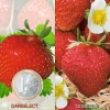 FABRE GRAINES - Offre fraisiers degustation gros fruits - 40 plants