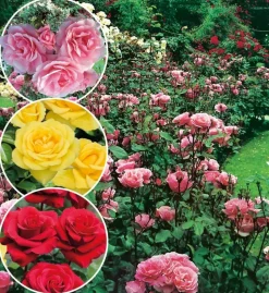 FABRE GRAINES - Offre rosier queen elisabeth - 3 rosiers