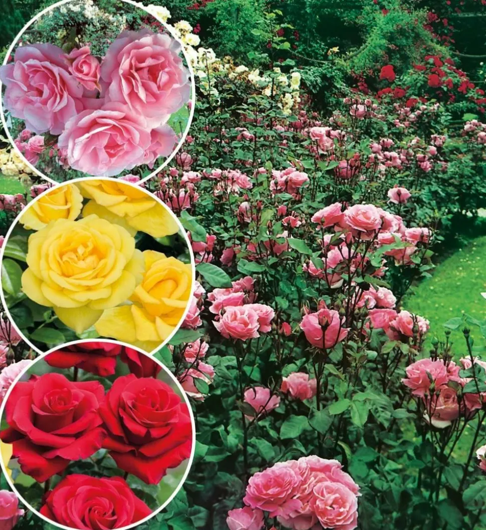 FABRE GRAINES - Offre rosier queen elisabeth - 3 rosiers