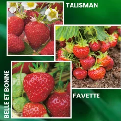 FABRE GRAINES - Offre speciale fraisiers anciens - 30 plants