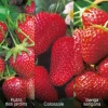FABRE GRAINES - Offre speciale fraisiers - 60 fraisiers