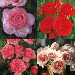 FABRE GRAINES - Offre speciale rosiers buissons - 4 rosiers