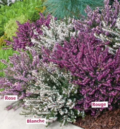 FABRE GRAINES - Offre speciale 6 bruyeres d'hiver