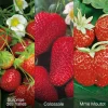 FABRE GRAINES - Offre speciale fraisiers - 60 plants