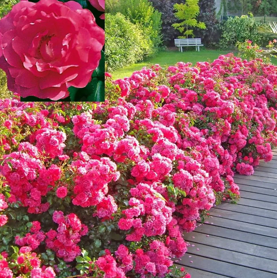 FABRE GRAINES - Rosiers emeras - 3 rosiers