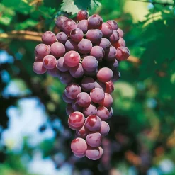 FABRE GRAINES - Vigne cardinal rose - pot 1.5 litre