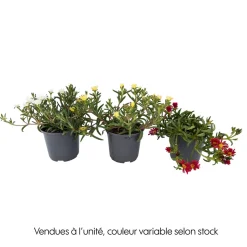 Ficoïde : pot Ø 10,5 cm