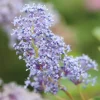 FLEUR - Céanothe thyrsiflorus skylark - ceanothus thyrsiflorus skylark pot 3l