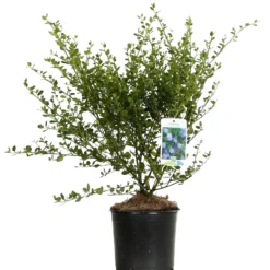FLEUR - Céanothe thyrsiflorus skylark - ceanothus thyrsiflorus skylark pot 3l