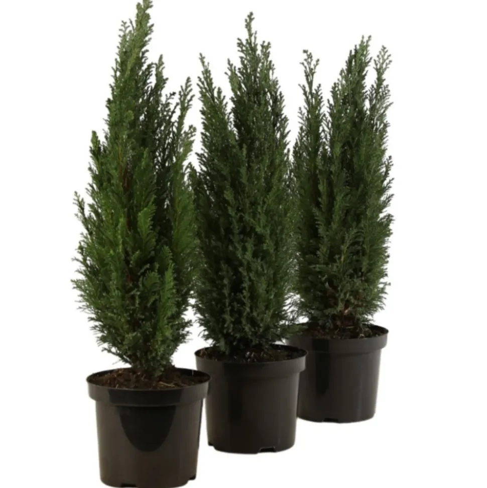 FLEUR - Cyprès de lawson ellwoodii - chamaecyparis lawsoniana ellwoodii 40cm en pot