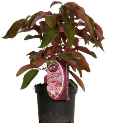 FLEUR - Hortensia aspera hot chocolate - hydrangea aspera hot chocolate pot 3l