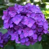 FLEUR - Hortensia bodensee - hydrangea macrophylla bodensee pot 3l