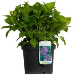 FLEUR - Hortensia bodensee - hydrangea macrophylla bodensee pot 3l
