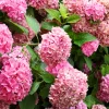 FLEUR - Hortensia macrophylla - hydrangea macrophylla pot 3l