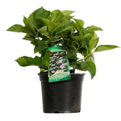 FLEUR - Hortensia macrophylla - hydrangea macrophylla pot 3l