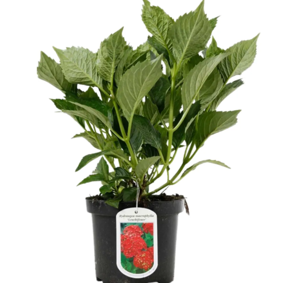 FLEUR - Hortensia macrophylla leuchtfeuer - hydrangea macrophylla leuchtfeuer pot 3l