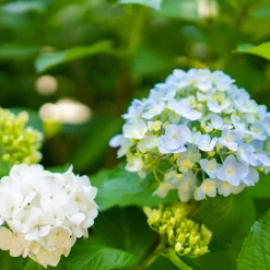 FLEUR - Hortensia macrophylla mme emile mouillere - hydrangea macrophylla mme emile mouillere pot 3l