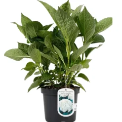 FLEUR - Hortensia macrophylla mme emile mouillere - hydrangea macrophylla mme emile mouillere pot 3l