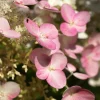 FLEUR - Hortensia paniculata pinky winky - hydrangea paniculata pinky winky pot 3l
