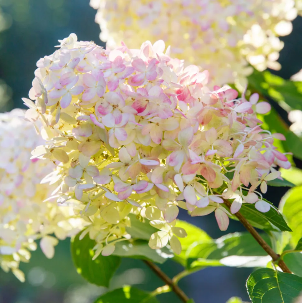 FLEUR - Hortensia paniculata phantom - hydrangea paniculata phantom pot 3l