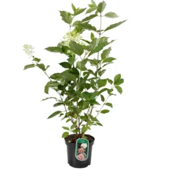 FLEUR - Hortensia paniculata phantom - hydrangea paniculata phantom pot 3l
