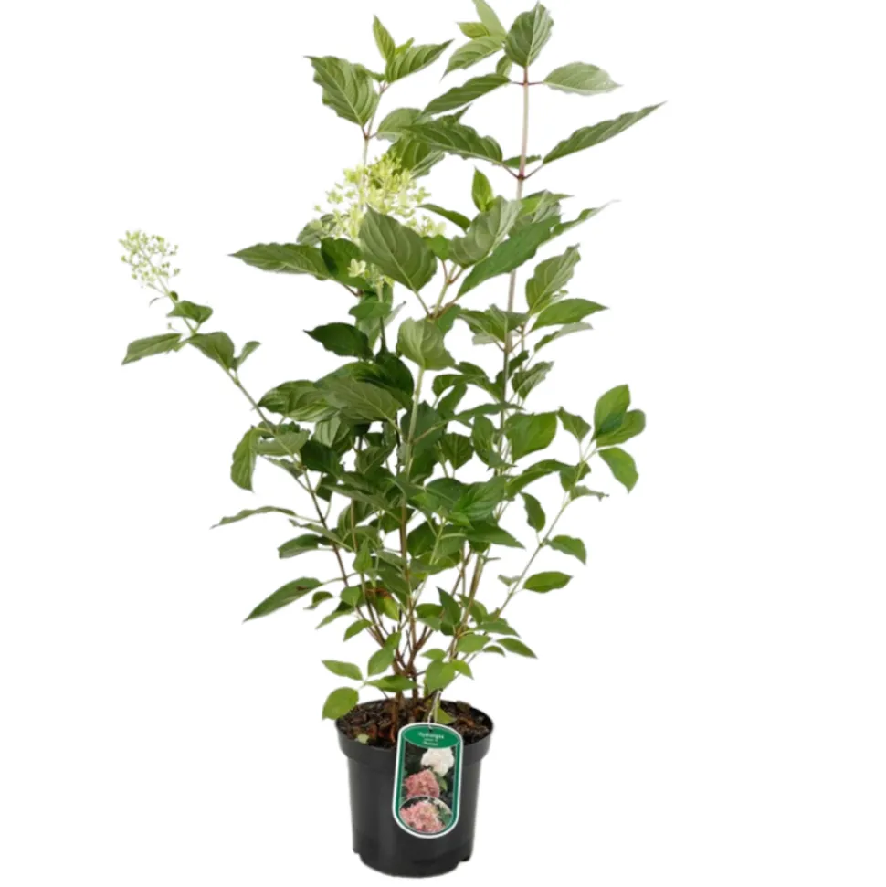 FLEUR - Hortensia paniculata phantom - hydrangea paniculata phantom pot 3l
