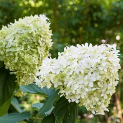 FLEUR - Hortensia paniculata limelight - hydrangea paniculata limelight pot 3 l