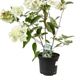FLEUR - Hortensia paniculata grandiflora - hydrangea paniculata grandiflora pot 3l