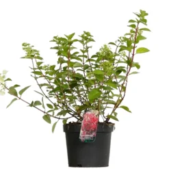 FLEUR - Hortensia paniculata diamant rouge - hydrangea paniculata diamant rouge pot 3l