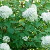 FLEUR - Hortensia paniculata bobo - hydrangea paniculata bobo pot 3l