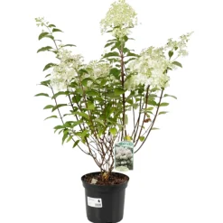 FLEUR - Hortensia paniculata bobo - hydrangea paniculata bobo pot 3l