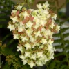FLEUR - Hortensia querc snowflake - hydrangea querc snowflake pot 3l
