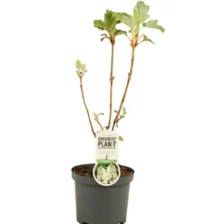 FLEUR - Hortensia querc snowflake - hydrangea querc snowflake pot 3l
