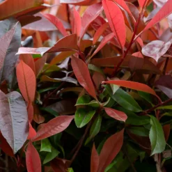 FLEUR - Photinia nain red robin - photinia fraseri red robin 40cm 40cm en pot