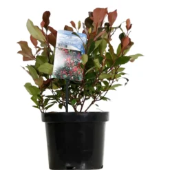 FLEUR - Photinia nain red robin - photinia fraseri little red robin 30cm 25cm en pot
