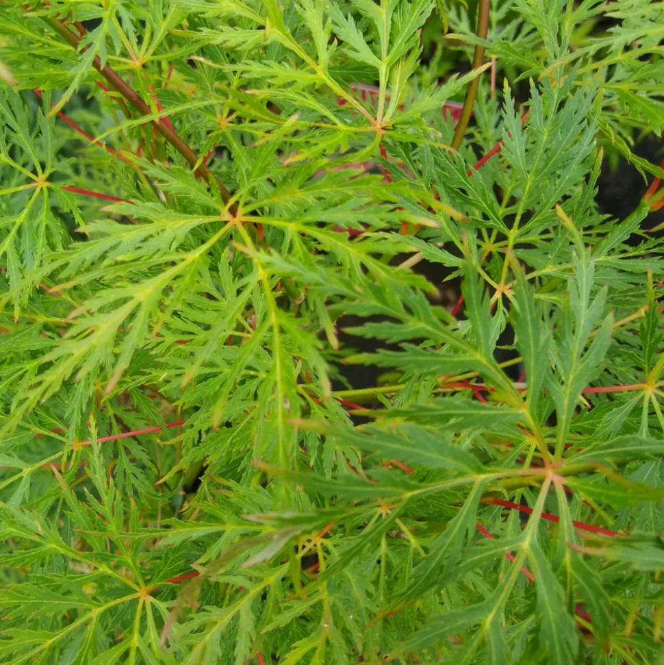 FLEUR - Érable du japon emerald lace - acer palmatum emerald lace 40cm
