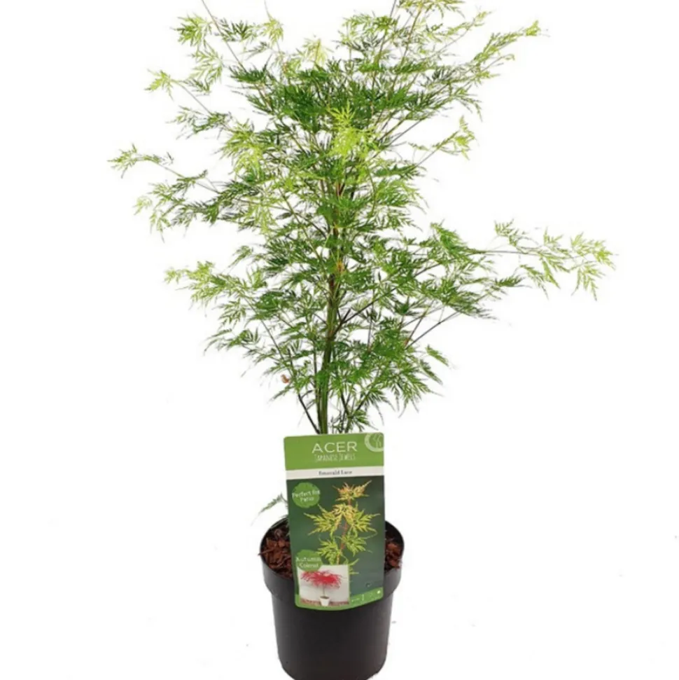 FLEUR - Érable du japon emerald lace - acer palmatum emerald lace 40cm