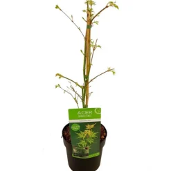 FLEUR - Érable du japon emerald lace - acer palmatum emerald lace 40cm