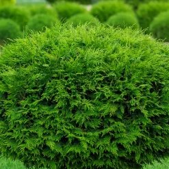 FLEUR - Thuya du canada brabant - thuja occidentalis brabant 80cm en pot