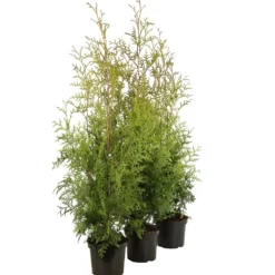 FLEUR - Thuya du canada brabant - thuja occidentalis brabant 80cm en pot