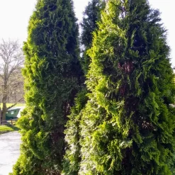 FLEUR - Thuya du canada smaragd - thuja occidentalis smaragd 80cm en pot