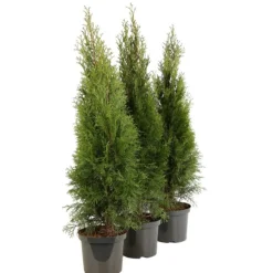 FLEUR - Thuya du canada smaragd - thuja occidentalis smaragd 80cm en pot