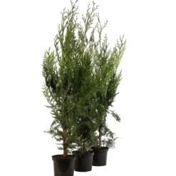 FLEUR - Thuya géant atrovirens - thuja plicata atrovirens 100cm en pot