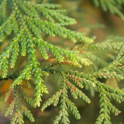 FLEUR - Thuya géant atrovirens - thuja plicata atrovirens 60cm en pot