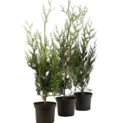 FLEUR - Thuya géant atrovirens - thuja plicata atrovirens 60cm en pot