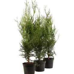 FLEUR - Thuya géant atrovirens - thuja plicata atrovirens 80cm en pot